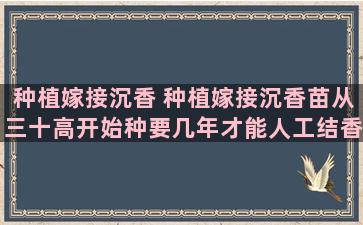 种植嫁接沉香 种植嫁接沉香苗从三十高开始种要几年才能人工结香